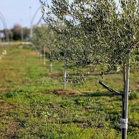 Konukevi L'ottavo Giorno 3*