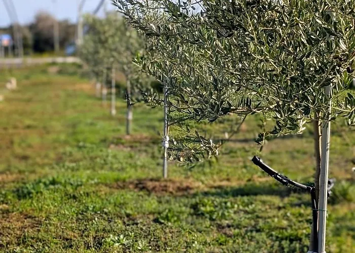 Konukevi L'ottavo Giorno 3*